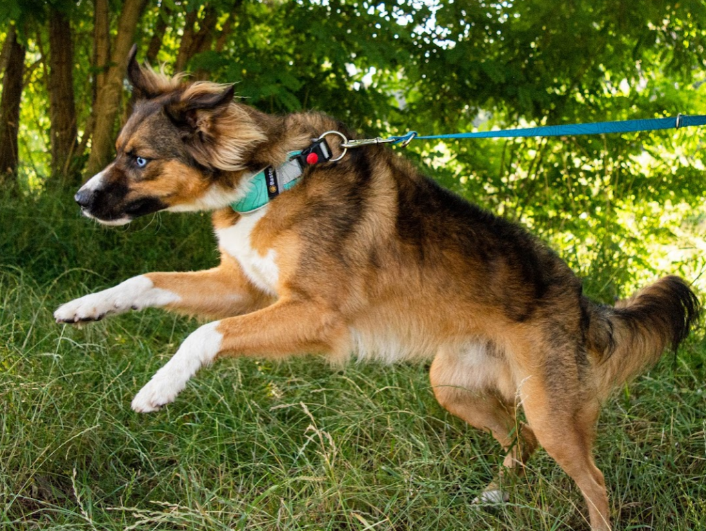 Szeroka obroża jest bezpieczniejsza dla ciągnącego psa niż wąski pasek wciskający się w szyję